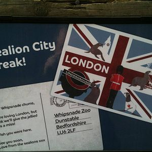 London Zoo sea lions