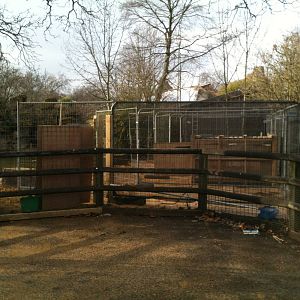 London Zoo sea lions