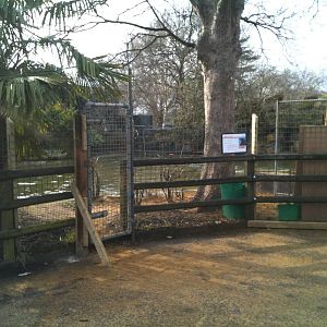 London Zoo sea lions