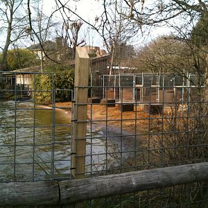 London Zoo sea lions