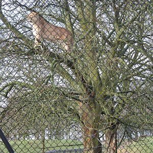 Lioness up a tree