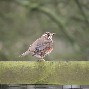Redwing