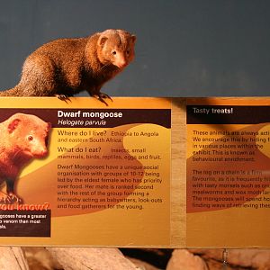 Common dwarf mongoose