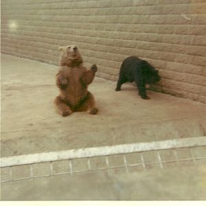 Bear exhibit 1975 or 1976