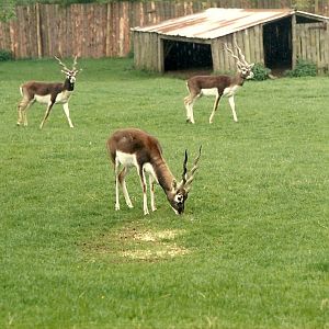 Bachelor group of Blackbuck 1985