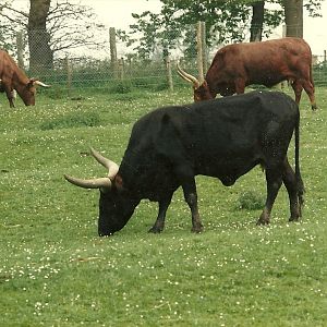 Ankole Cattle 1985