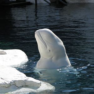 Wild Arctic - Beluga Whale