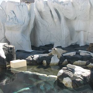 Wild Arctic - Polar Bear