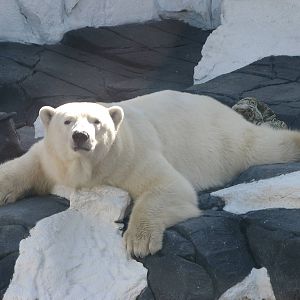 Wild Arctic - Polar Bear