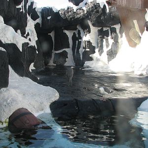 Wild Arctic - Pacific Walrus Exhibit