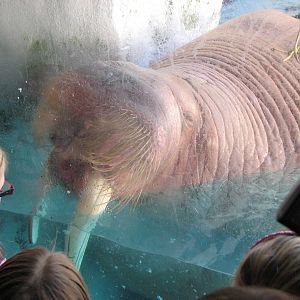 Wild Arctic - Pacific Walrus