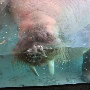 Wild Arctic - Pacific Walrus