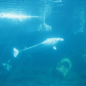 Wild Arctic - Beluga