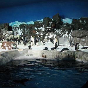Penguin Encounter