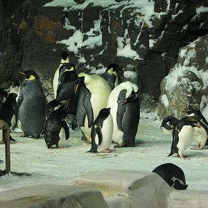 Penguin Encounter