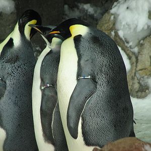 Penguin Encounter