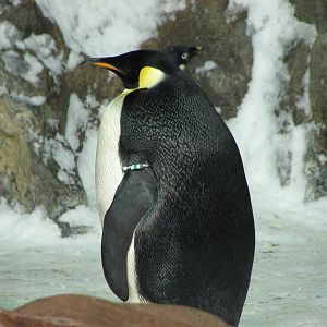 Penguin Encounter
