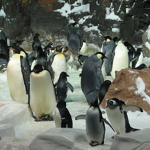 Penguin Encounter
