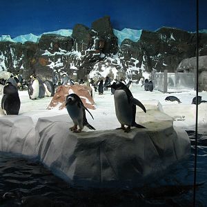 Penguin Encounter