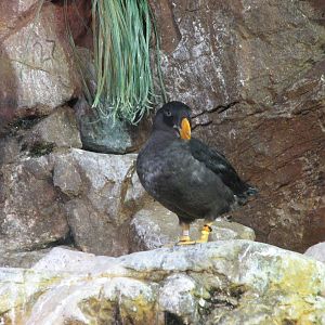 Penguin Encounter - Alcid Exhibit