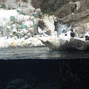 Penguin Encounter - Alcid Exhibit