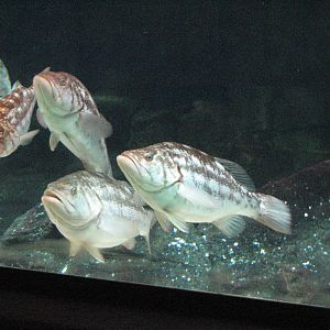 Penguin Encounter - Alcid Exhibit