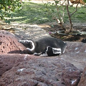 Penguin Encounter - Magellanic Penguin