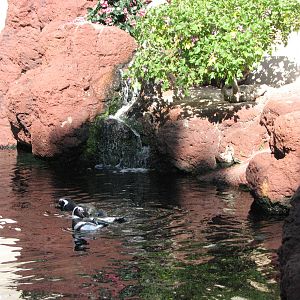 Penguin Encounter - Magellanic Penguin