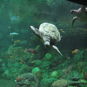 Turtle Reef