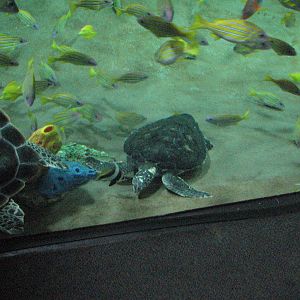 Turtle Reef