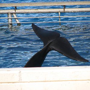 Blue Horizons - Short-finned pilot whale