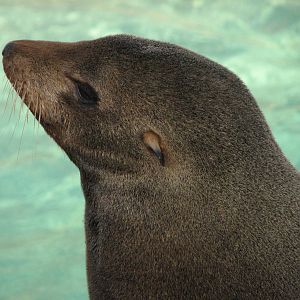 Pacific Point - Guadalupe Fur Seal