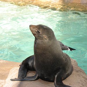 Pacific Point - Guadalupe Fur Seal