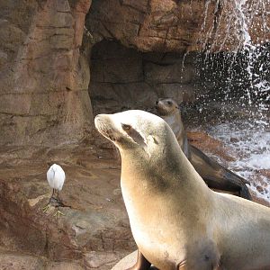 Pacific Point - California Sea Lion