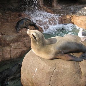 Pacific Point - California Sea Lion