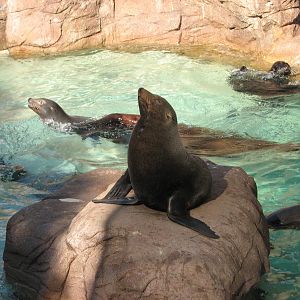 Pacific Point - Guadalupe Fur Seal
