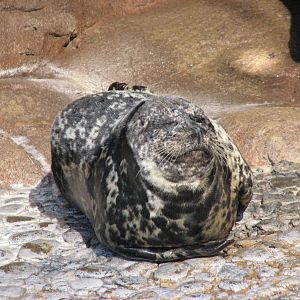 Pacific Point - Harbor Seal