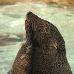 Pacific Point - Guadalupe Fur Seal