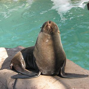 Pacific Point - Guadalupe Fur Seal