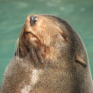 Pacific Point - Guadalupe Fur Seal