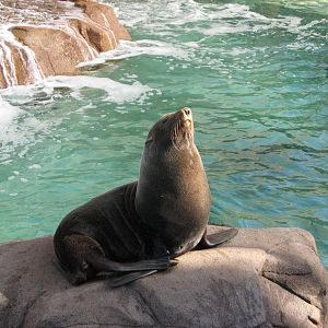 Pacific Point - Guadalupe Fur Seal