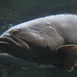 World of the Sea Aquarium