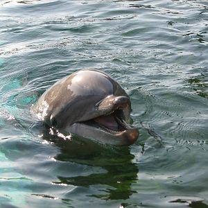 Rocky Point Preserve - Bottlenose Dolphin