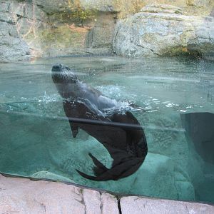 Rocky Point Preserve - Southern Sea Otter