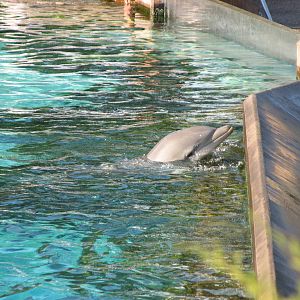 Rocky Point Preserve - Bottlenose Dolphin