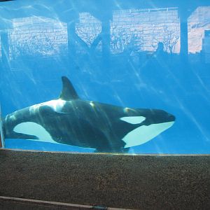 Shamu Close Up - Orca
