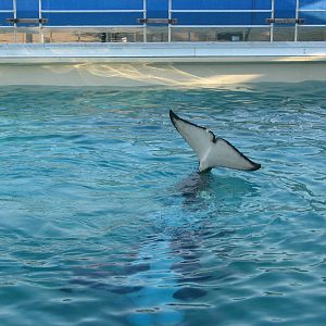 Shamu Stadium - Orca