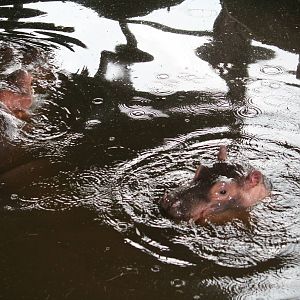 Common hippopotamus