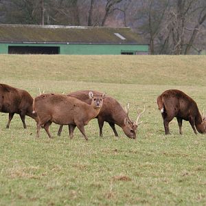 Common hog deer