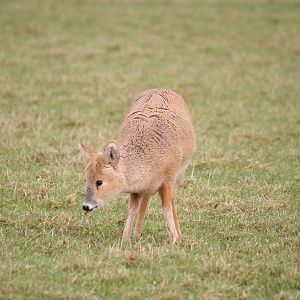Chinese water deer